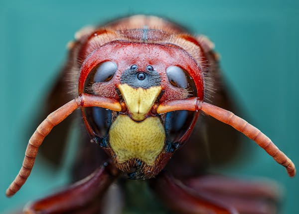 Intervention Saint-Gratien